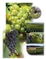 Nouvelle Franchise Le Domaine de Regusse en France !