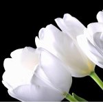 La franchise de fleuriste ouvre ses portes à Dijon