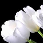 La franchise de fleurs  est aussi au Portugal !