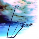 Les fluctuations météorologiques et la consommation