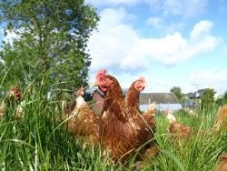 Respect des animaux et qualité chez les franchisés Notre Basse Cour