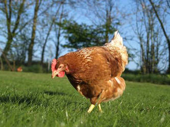 Quelle franchise pour les 44% des français qui aimeraient vivre à la campagne?