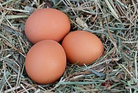 Les consommateurs ont de plus en plus d&rsquo;engouement pour les oeufs bio