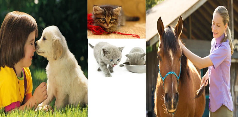 Franchise Tom&Co : les forces d’un concept, les opportunités d’un marché