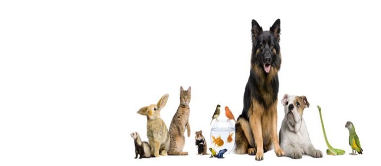 Ouvrir une animalerie en franchise, est-ce possible ?