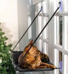 Une collection de Noël hors du commun pour les petites boules de poils chez Tom&Co