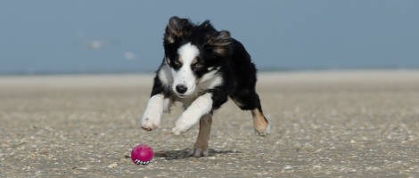 L’enseigne amie des animaux Tom&amp;Co se penche sur le problème de surpoids chez le chien