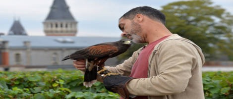 AS DE PIC : Nouveau service de fauconnerie pour lutter contre les volatiles indésirables