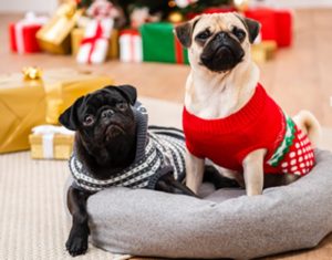 Tom&Co propose 4 solutions pour une vie solidairement confiné