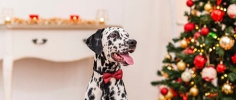 Le réseau Tom&amp;Co offre un merveilleux Noël aux petites boules de poils