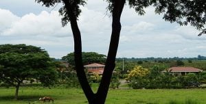 Plantation de San Fernando - Yves Thuriès