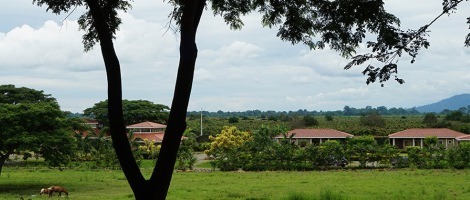 Franchise Yves Thuriès : Au cœur de la plantation de San Fernando !
