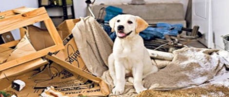 Canibest by l’Ecole des Chiens forme et accueille 3 nouveaux franchisés