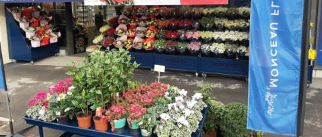 La franchise Monceau Fleurs inaugure une nouvelle boutique à Chamant