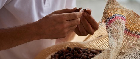 Franchise Yves Thuriès : La métamorphose de la fève en cacao !