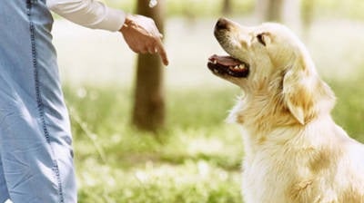 comportement canibest