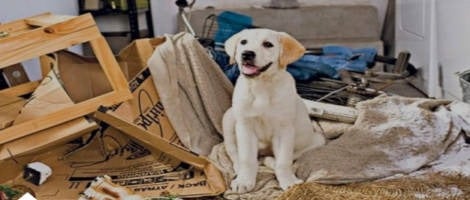 Le réseau Canibest l’Ecole des Chiens accueille 3 nouveaux franchisés