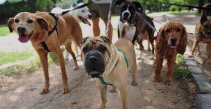 promenade chiens canibest