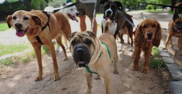 promenade chiens canibest