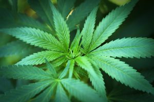 Feuilles de cannabis