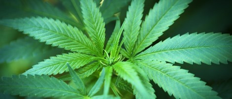 Comment ouvrir une franchise CBD ? Marché et opportunités !