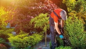 Aquilus recrute des indépendants dans le secteur du paysage