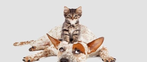 Le réseau Pet’s Planet signe un nouveau franchisé Suisse