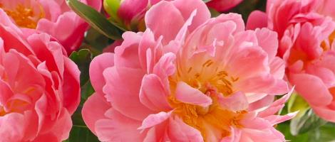 La franchise Monceau Fleurs a un nouveau site e-commerce