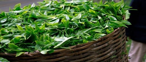 L’enseigne Palais des Thés ouvre une boutique à Enghien-les-Bains