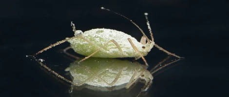 L’enseigne Kid’s Poux poursuit le développement de son concept