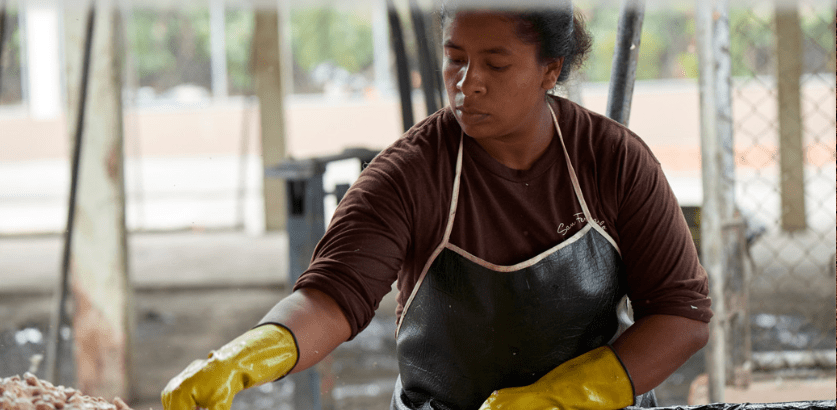 récolte cacao Yves Thuriès