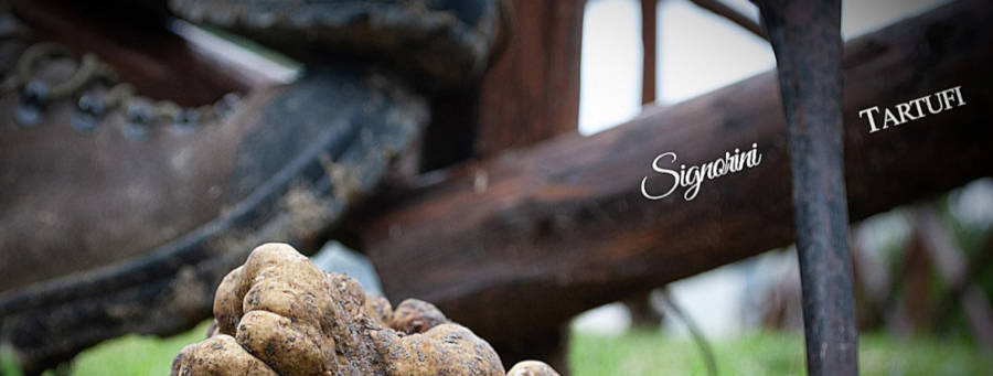 Signorini TARTUFI : le spécialiste de la truffe présente son concept
