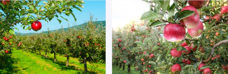 Intermarché et Netto soutiennent les maraîchers et les pomiculteurs