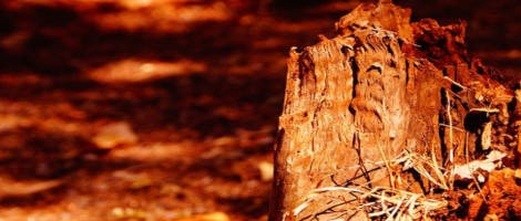 Le réseau Laforêt s’engage dans la reforestation française