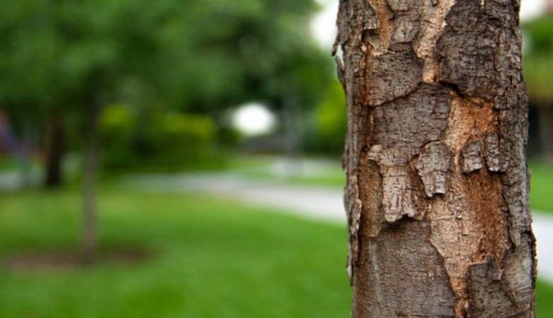 Le réseau Laforêt s’engage dans la reforestation française