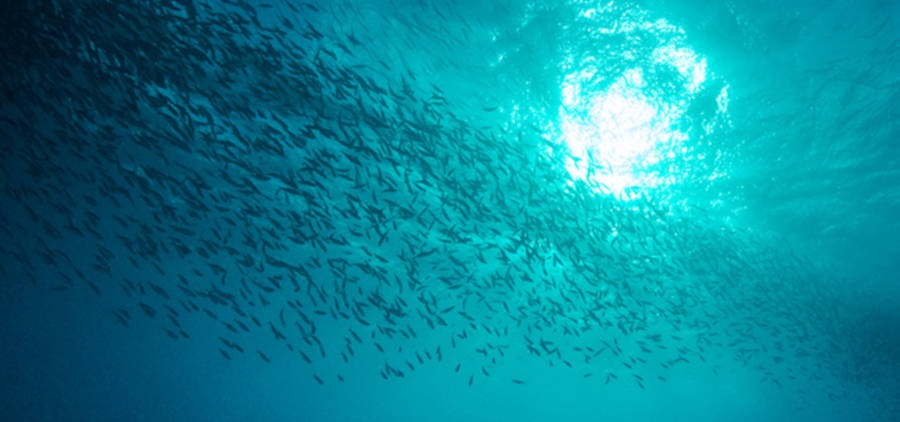 secteur pêche fragile Intermarché