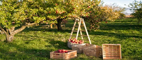 Intermarché et Netto soutiennent les maraîchers et les pomiculteurs