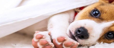 Un nouveau franchisé Pet’s Planet s’installe dans la capitale Romaine