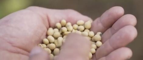 Réseau Les Comptoirs de la Bio : Lumière sur la filière soja !