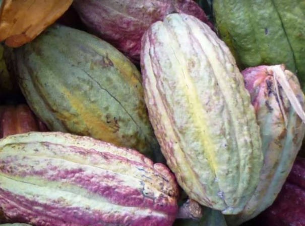 Les Comptoirs de la Bio lancent des tablettes de chocolats exclusives