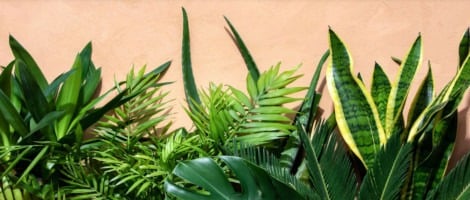 Les plantes vertes ont du succès chez Carrément Fleurs