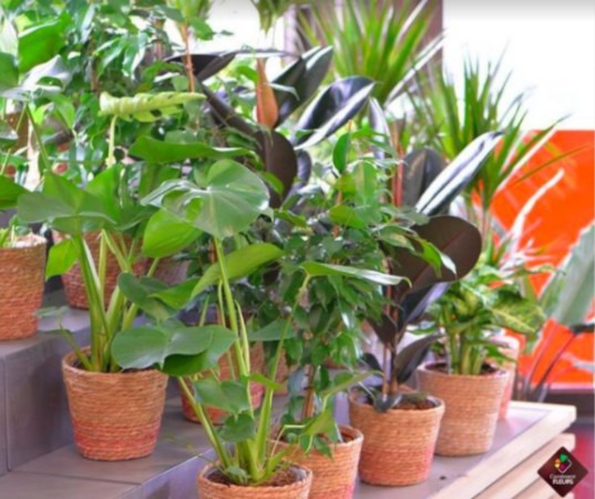 Les plantes vertes ont du succès chez Carrément Fleurs
