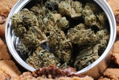 Quelle est la meilleure fleur de CBD ?