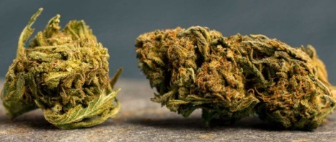 Le réseau Green Care ouvre un nouveau magasin à Landivisiau