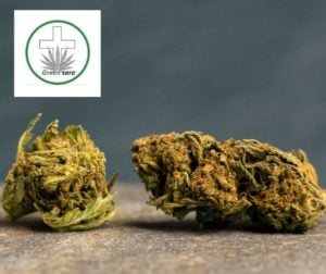 Green Care ouvre un nouveau magasin à Landivisiau