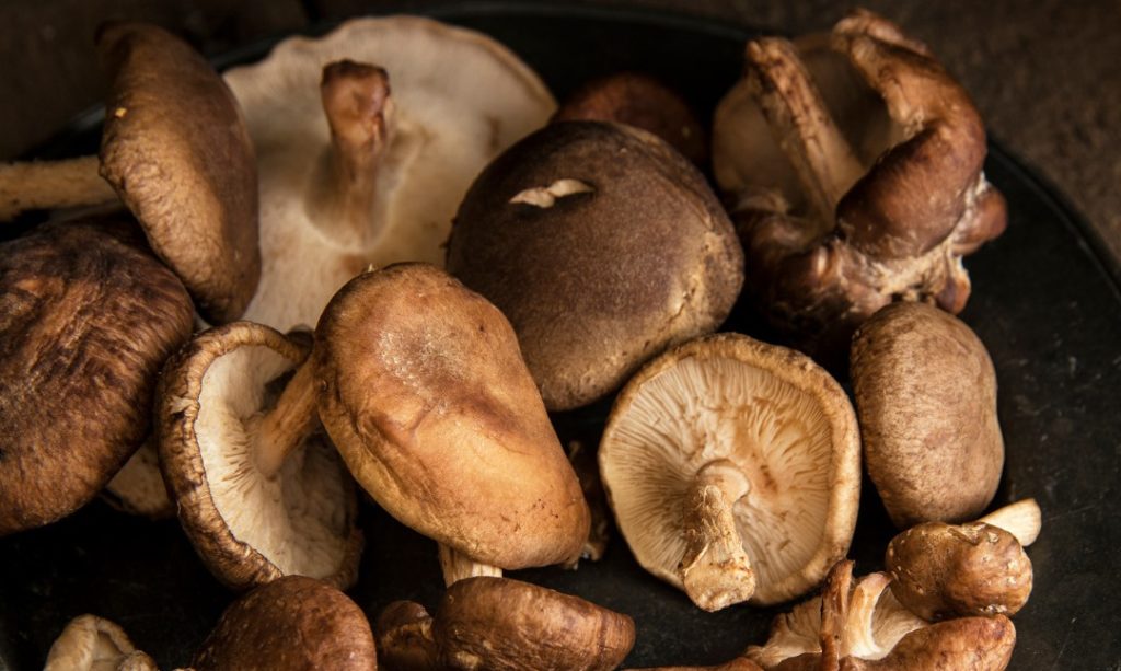 Copper Branch : Pourquoi consommer du Shiitaké ?