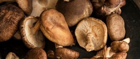 Copper Branch : Pourquoi consommer du Shiitaké ?