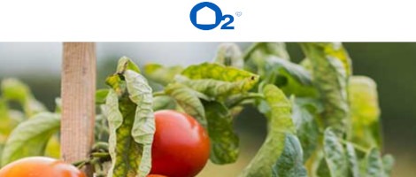 Chez O2 Care Services : jardinière-paysagiste et fière de l’être