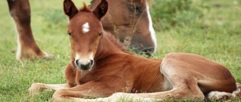 Husse obtient le Prix Spécial Innovation Développement Durable