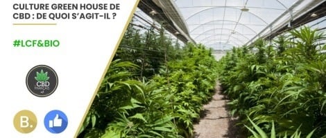 Le CBD Français : Focus sur la culture Green House CBD